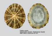 Patella vulgata